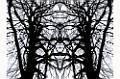 les arbres